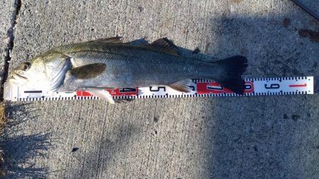 夏エビ撒き開幕